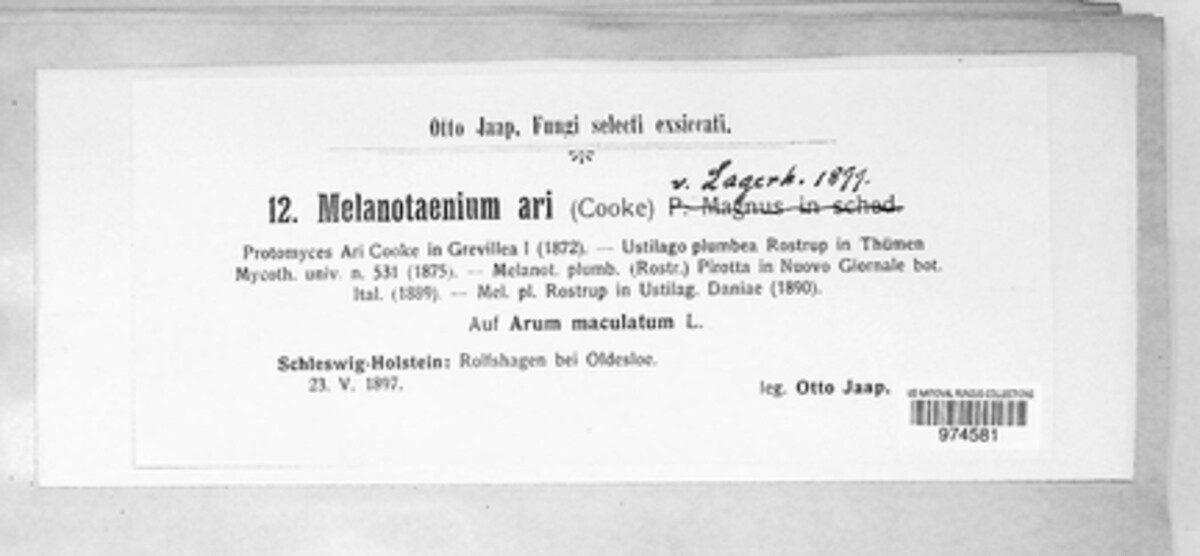 Melanotaenium image